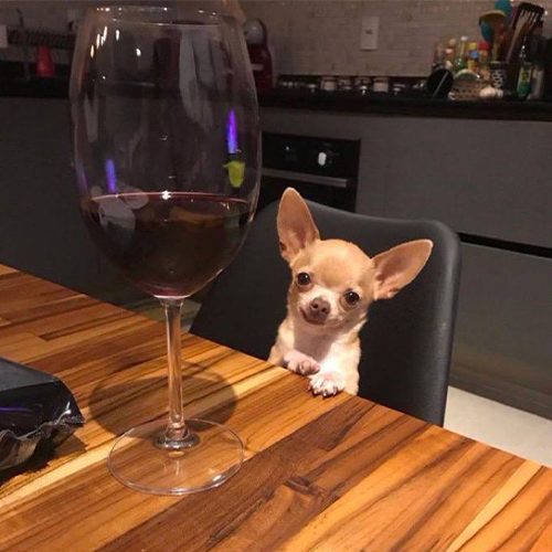 DATE Coin: MEME Coin Dave the Wine-Loving Chihuahua Date POV