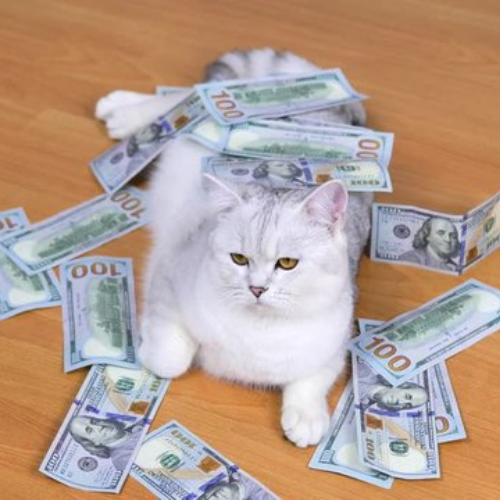 DCA Coin: MEME Coin Dollar Cat Average - The purrfect $DCA strategy