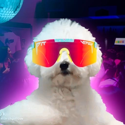 DDu200e: Dancing Dog MEME Coin | Join the $DD MEME Coin Movement!