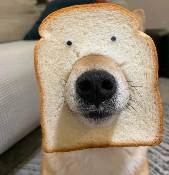 Dib Coin: MEME Coin where Dog's Snout Meets Bread - Fun & Unique!