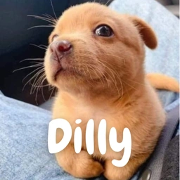 DILLY Coin: Fun MEME Coin with Innovation and Huge Potential in Crypto