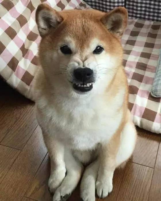 Dog Coin: Unleash Shiba MEME Coin Power—Join the Dog Coin MEME Revolution