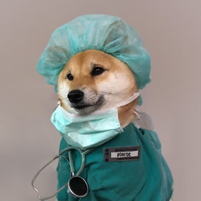 DOGTOR Coin: MEME Coin - Dr. Hoshi, the Dog Who Became a DOGTOR