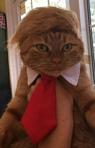 DC: Introducing the Donald Trump Cat MEME Coin - Dive into the World of MEME Coins Today!