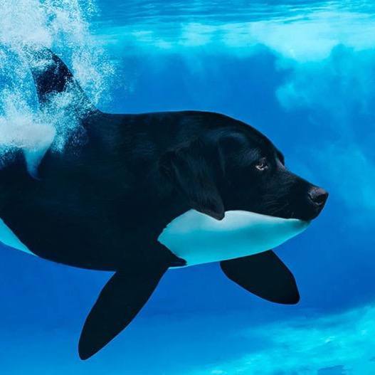 DORCA Coin: Dive into Fun with the First Orca Dog MEME Coin!