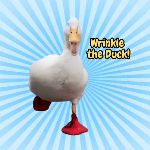 Duck Coin: Fastest MEME Coin Inspired by Wrinkle the Duck - Ride the Quack!