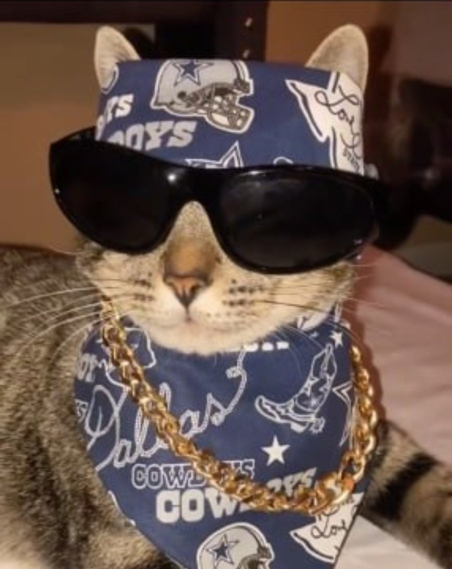 CHOLO Coin: The Latest MEME Coin Inspired by El Cholo Cat & Miao Juey