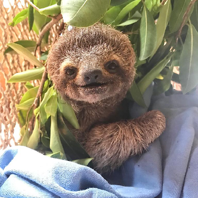 $ELSA: Join the MEME Coins revolution with Elsa, the adorable 3-fingered sloth who overcame frozen legs. 🦥 #crypto #meme #ELSAcoin