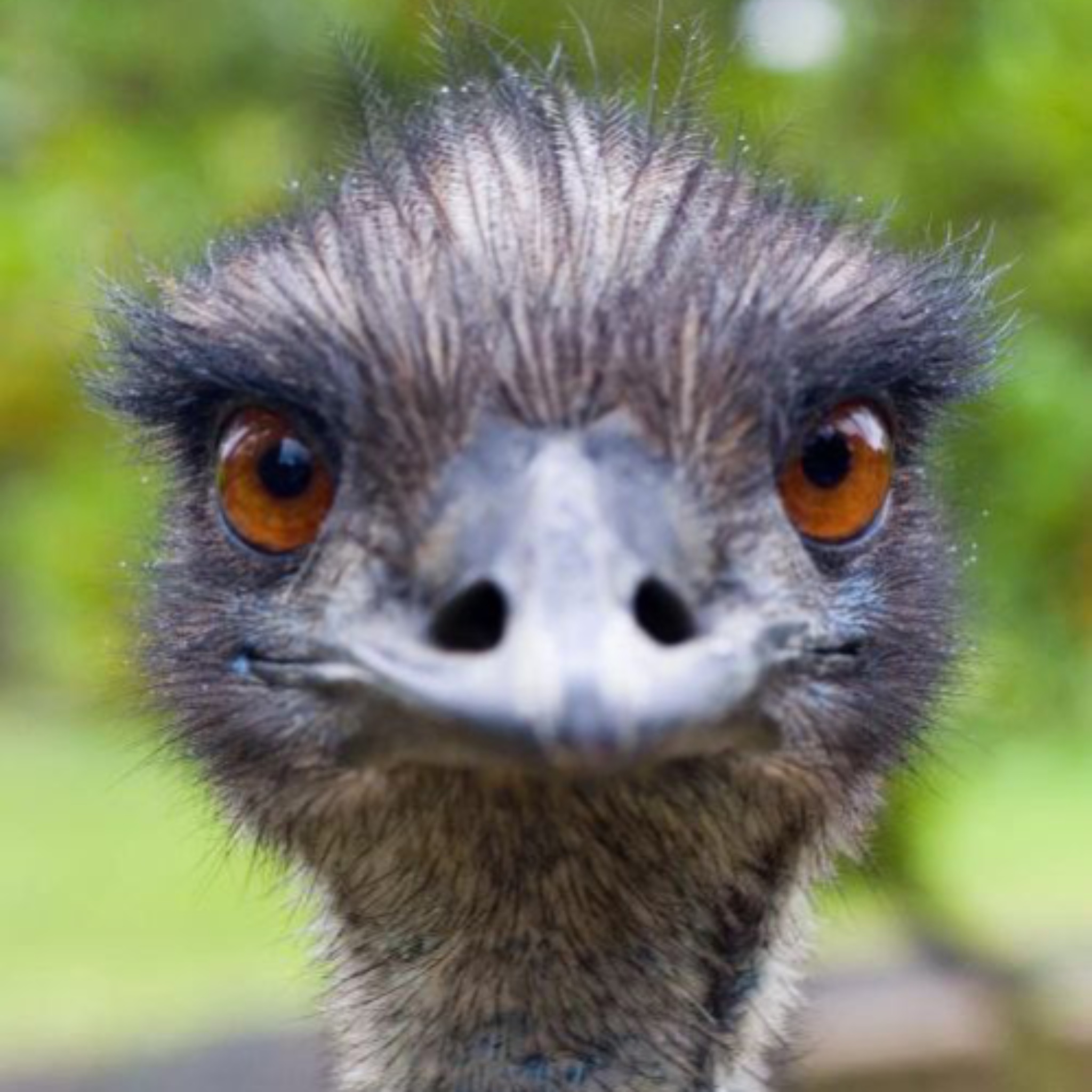 EMU: Introducing Emmanuel the Emu! Forever immortalized on the Blockchain. Don't miss out!