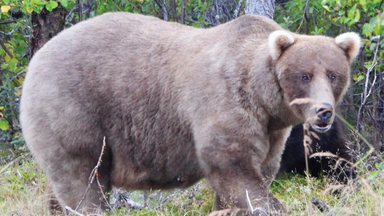 Fat Bear: MEME Coin Inspired by Fat Bear Week & Fatal River Mauling