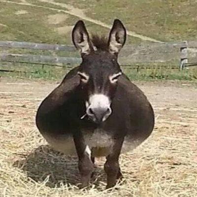 FATASS: Join the meme revolution with Melvin the fatass donkey!