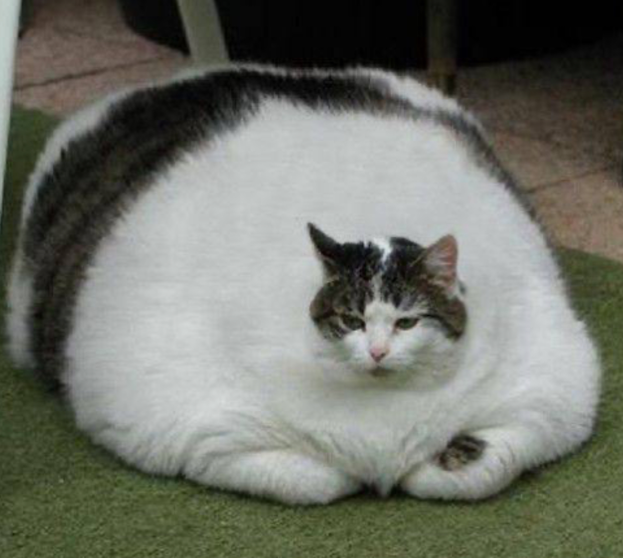 FATCAT Coin: Join the MEME Coin Craze for Fat Cat Gains!