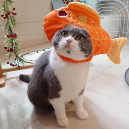 FishCat Coin: The fishiest MEME Coin making waves in Solana