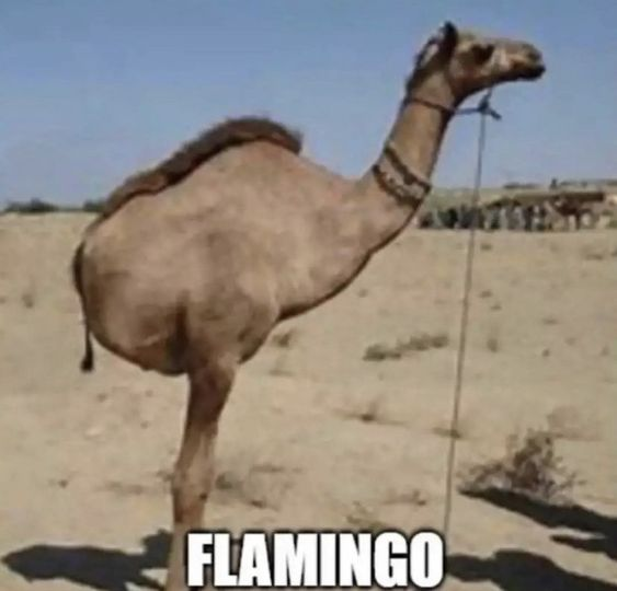 Flamingo: A vibrant MEME Coin ready to take flight with fun and flair.