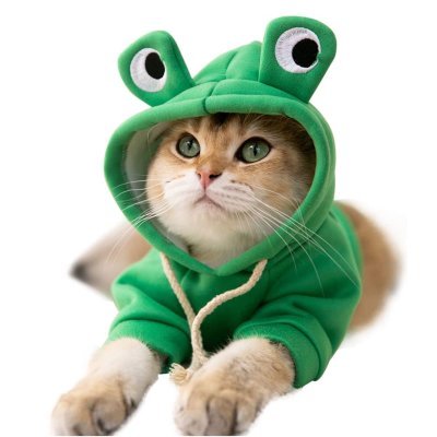 Frog Cat Coin: Join the MEME Coin Craze with Frogcat, the Fun Coin