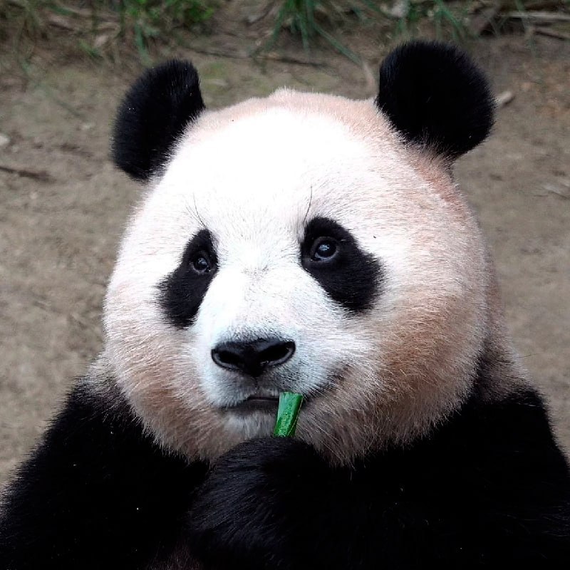 $FUBAO: The Viral Panda MEME Coin - Invest in the First Naturally-Bred Panda, Fu Bao, Amidst the Covid Pandemic!