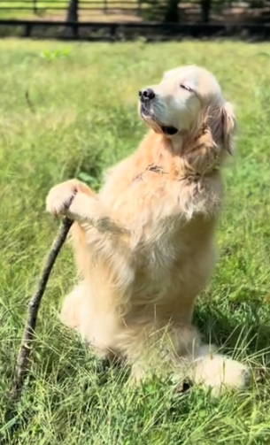 Gandalf: Meme Coin inspired by Gandalf the Golden Retriever, join the meme revolution today!