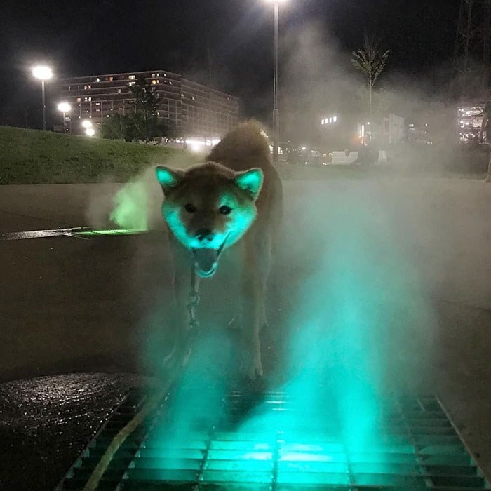 Ghost Inu Coin: Unleash the Spooky Charm of This Viral MEME Coin