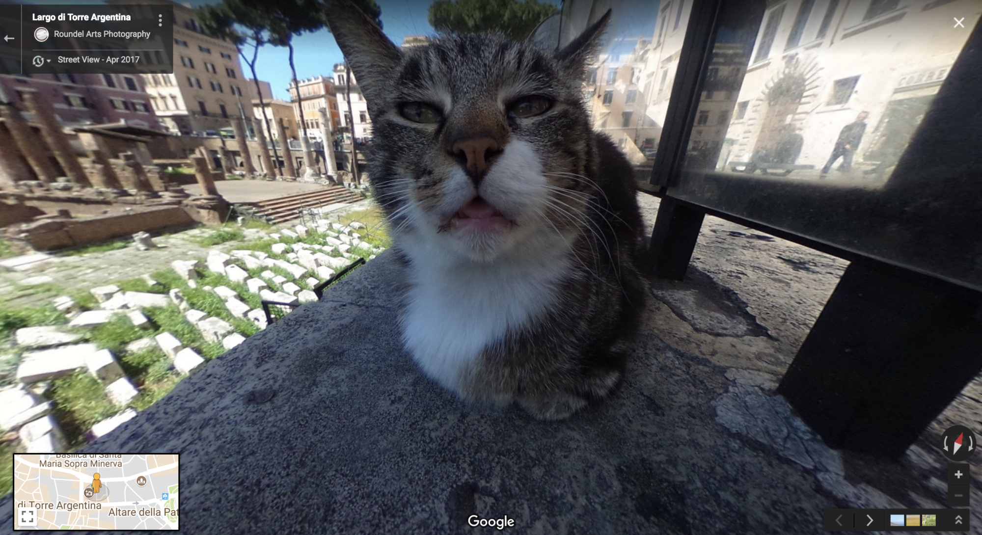 GMC Coin: The MEME Coin of Google Maps Cat - Join the Feline Sensation!