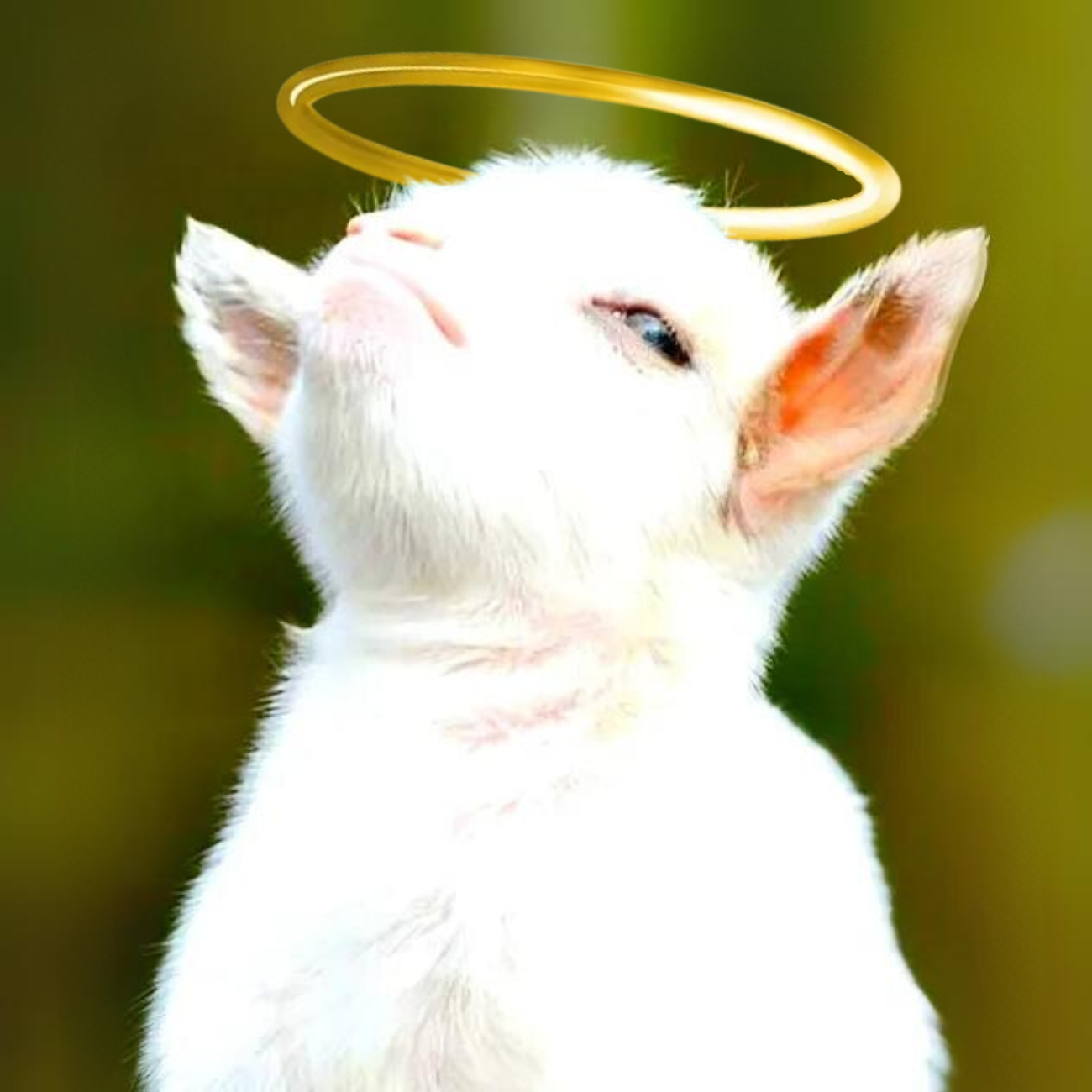 GOATLY Coin: The G.O.A.T MEME Coin - Unleash the Power of GODLY GOAT!