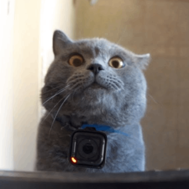 GPC Coin: GoProCat MEME Coin Inspired by Alon's Viral Cat Livestream