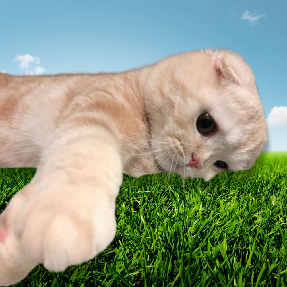 GRASS Coin: MEME Coin Inspired by Touch Grass Cat Movement!