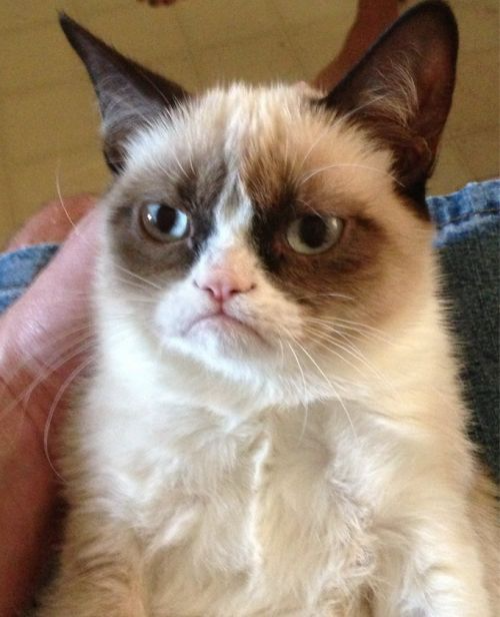 $GRUMPY Coin: Grumpy Cat MEME Coin on Solana for Viral Bad Vibes