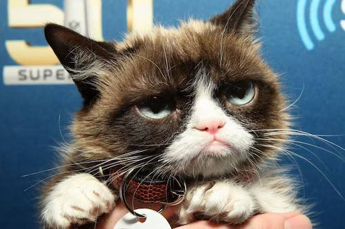 Grumpy Cat Coin: Iconic MEME Coin Inspired by Viral Sensation Grumpy Cat