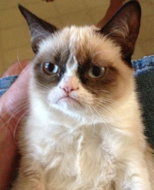 Grumpy Coin: The Ultimate MEME Coin for Grumpy Cat Fans