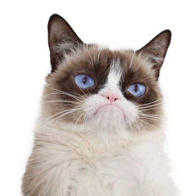 Grumpy: Join the Community and Ride the Hilarious MEME Coin Wave - Grumpy Cat MEME Coin