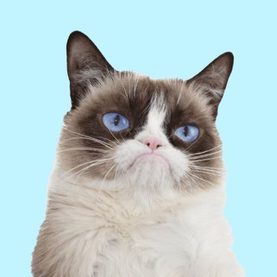 GrumpyCat MEME Coin: The Grumpiest MEME Coin on the internet