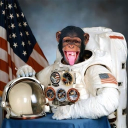 HAM Coin: MEME Coin Honoring Space Ape HAM, MoonApe's Legendary Blast