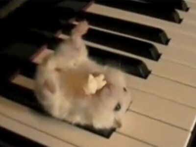 Ham: MEME Coin - Inspired by 'Hamster on a Piano' Viral Meme Coin