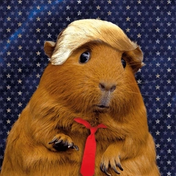 Hammy Coin: The Ultimate MEME Coin Sensation - Vote Hammy Trump!