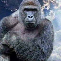 HARAMBE Coin: Join the MEME Coin revolution with HARAMBE NEVER DIES