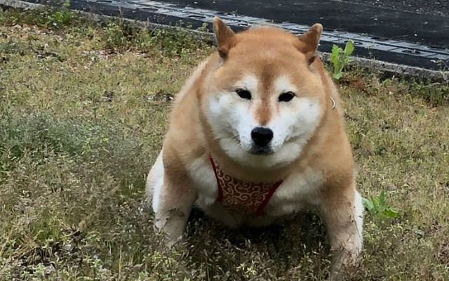 Henshi: Join the MEME Coin Revolution with the Strongest Shiba