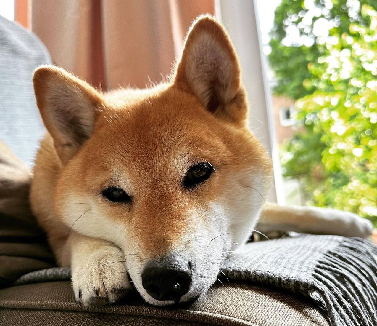 HOSHI: The Cutest Shiba MEME Coin on Solana – HOSHI Coin