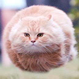 Hover Coin: Hover Cat MEME Coin - Join the Viral MEME Coin Sensation!