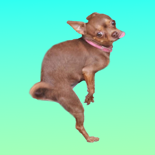 HUMPY Coin: Wild Chihuahua MEME Coin that Humps Everything!