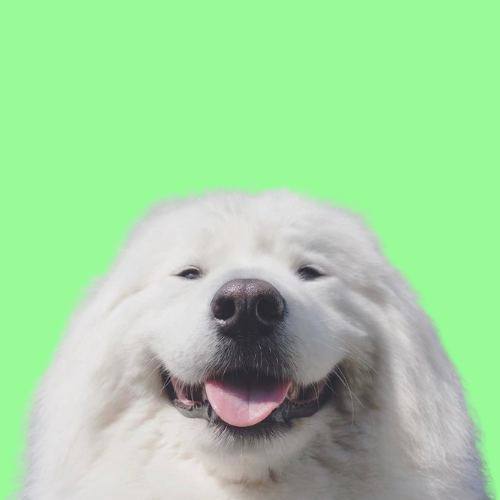 I Am Floof Coin: The Meme Coin for Web3's Floofiest Dog Revolution