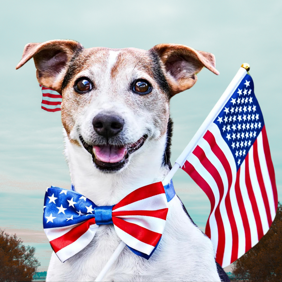 INDY Coin: Unleash MEME Coin Power with Independence Dog of PAWMERICA!