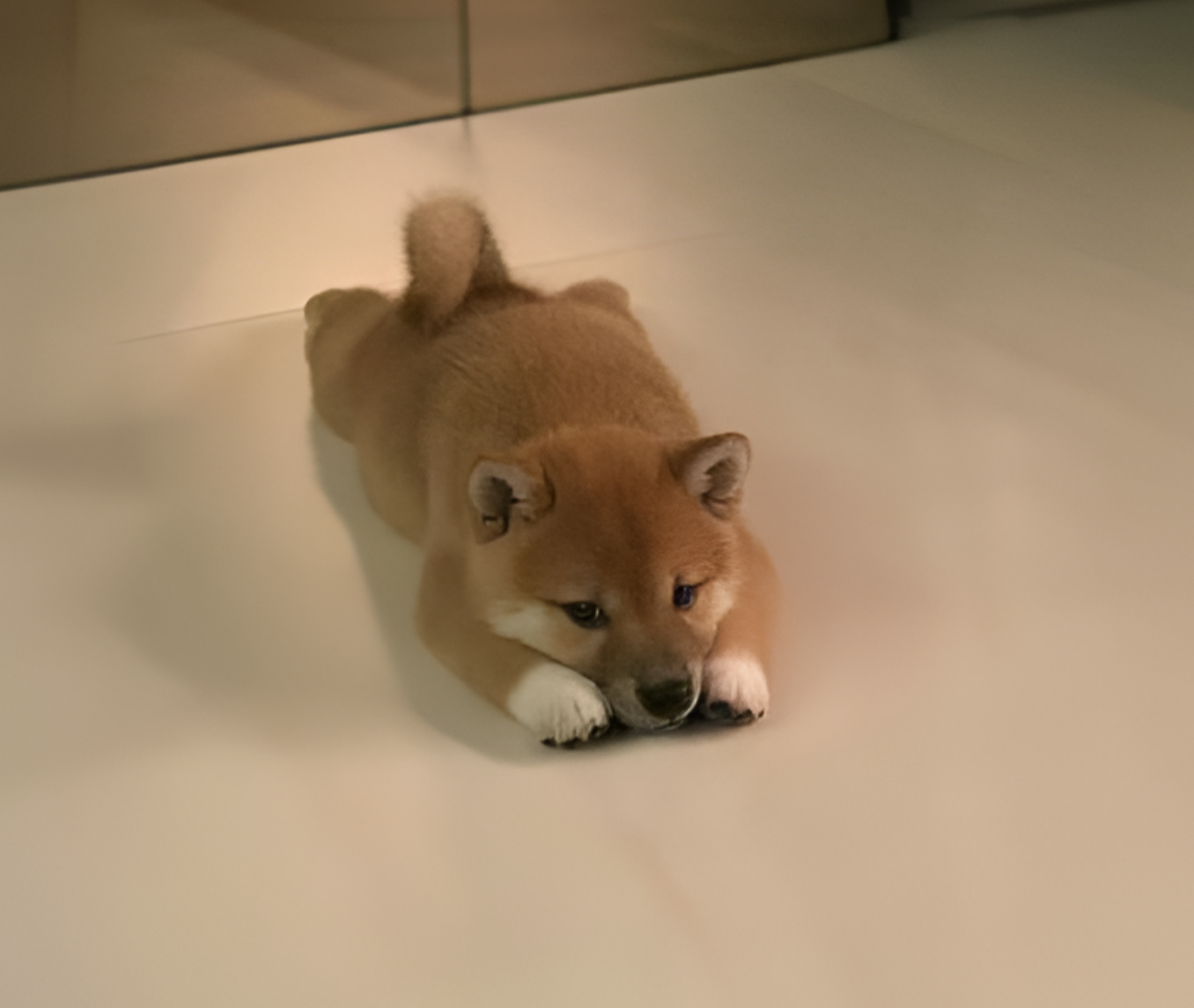 INU Coin: The Cutest Shiba MEME Coin – Join the INU Coin Craze Today!