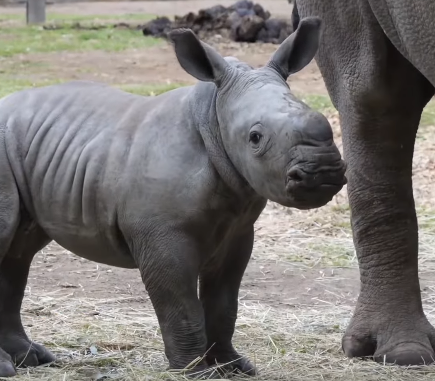 JABULANI: Join the MEME Coin craze with this adorable baby Southern White Rhino inspired cryptocurrency. Don't miss out!