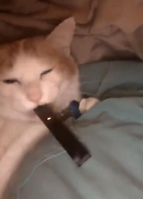 JCAT Coin: Juul Cat MEME Coin Puffin' Worries Away, Stay Ahead!