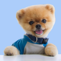 jiff Coin: MEME inspired by No1 instagram dog jiffpom