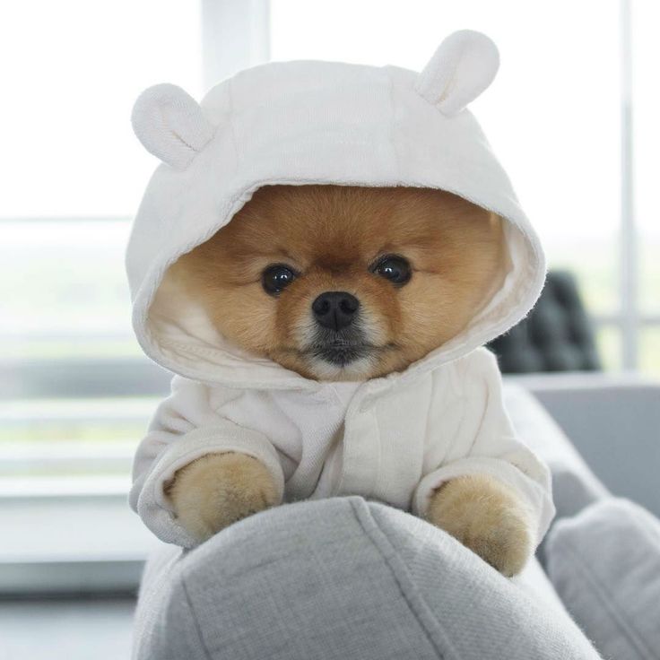 jiffpom MEME Coin: Unleash the Potential of the No1 TikTok Dog