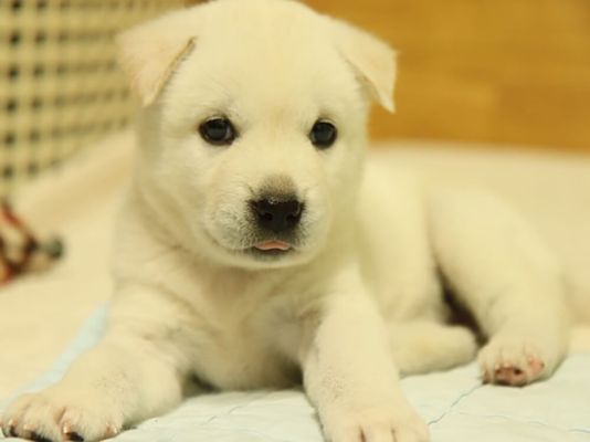 Jindo: Cutest MEME Coin on Solana - Jindo Inu Coin Updates!