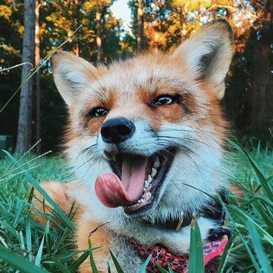 JUNI: Joy-filled MEME Coin inspired by Juniper—the happiest fox alive