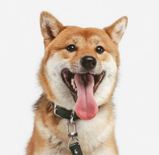 KAI Coin: Explore MEME Coin Trends with KAI—the Real Shiba Inu MEME Coin