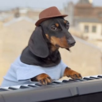 KEYDOG Coin: The Smoothest MEME Coin with Keyboard Dog 🎹🎶